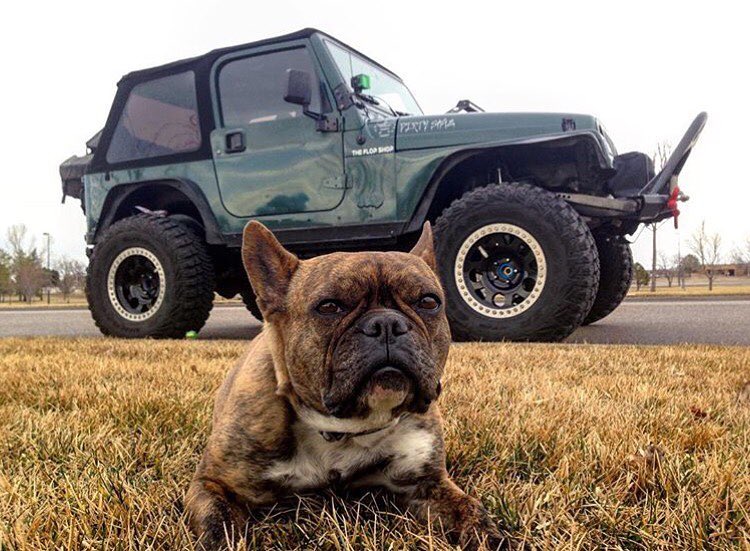 #jeep #Wrangler #Dog <a href="/kami8080801/">天国鴉 🐰7 Q</a> <a href="/THEJeepMafia/">The Jeep Mafia</a> <a href="/DoggiePet/">Doggie Pet</a>