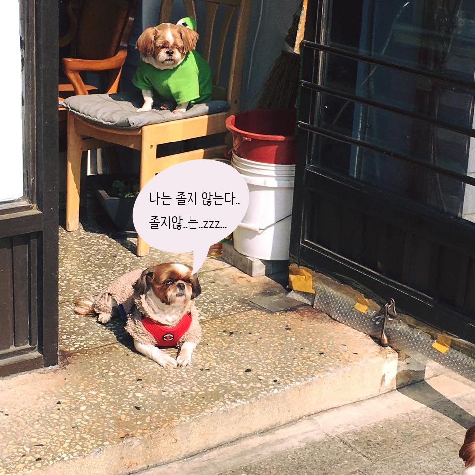 eseongbuk's tweet photo. 너는 사진을 찍어라,
나는 잠을 잘테니...
#광합성ing #봄볕 #춘곤증 #졸린중 #성신여대 https://t.co/jlAJKlPBNb