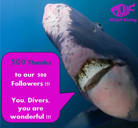 PLOUF Diving - Bali tweet media