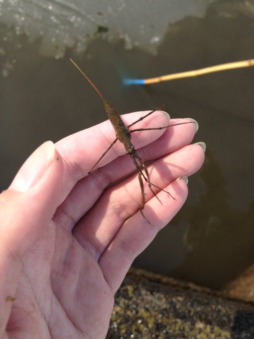 ミズカマキリのtwitterイラスト検索結果 古い順