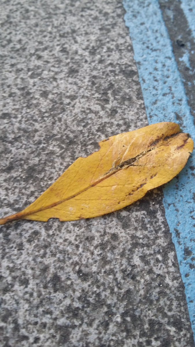 29
이미 떨어진 나뭇잎 아직도 생기롭다
이미 늦어 곧 시들어 버릴 걸
바보같이 모르는 모양인데 놀릴 수가 없다
아마 내 몸 어딘가에도 꿈에서 떨어진 자리 있을 것만 같아서
나뭇잎 너보다는 덜 순진한 탓이겠지