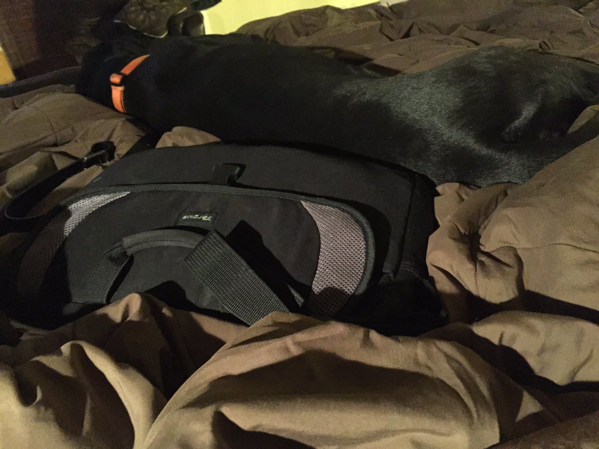 Oh_AuthorDonna's tweet image. #GreatDaneProblems 😂