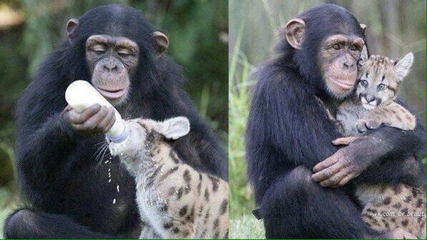MrOverdose_'s tweet image. De nos jours, même les animaux ont plus d'amour que les être humains.. Ne jamais cesser de RT cette image ! ✨