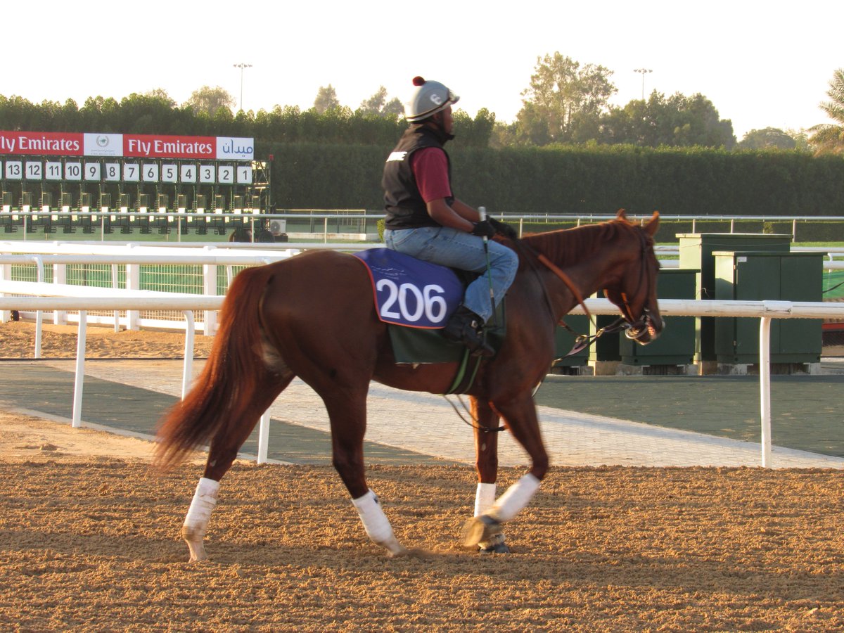 themorganline's tweet photo. And all done for the morning #CaliforniaChrome @DRC_Meydan https://t.co/Gpc43X7ojo