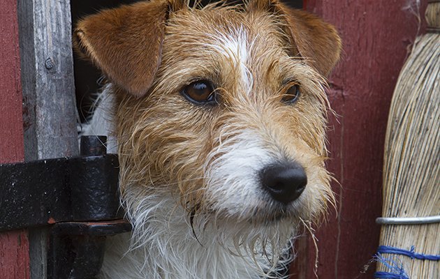 TheFieldmag's tweet photo. A pedigree #JackRussell? Absolute nonsense https://t.co/ReqlUT8GMz https://t.co/0A1jmrsO76