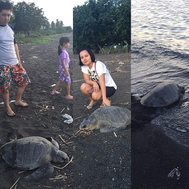 seaturtlegifts's tweet photo. Set a seaturtle free, part of our beliefs, it will bring us luck 🐢🐢🐢🐢🐢🐢🐢🐢#fangshen #konghu… https://t.co/87U6j1NFwX https://t.co/yE7Oj7dz4I