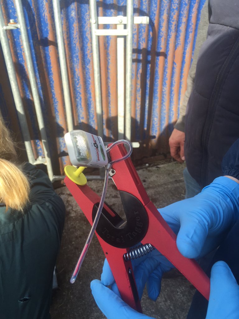 robdvet's tweet photo. Afternoon learning with @alexbaker275 @trottersimon @simontappers thanks to @ashburnkei #FeverTags #healthycalves https://t.co/oyEBgpmldh
