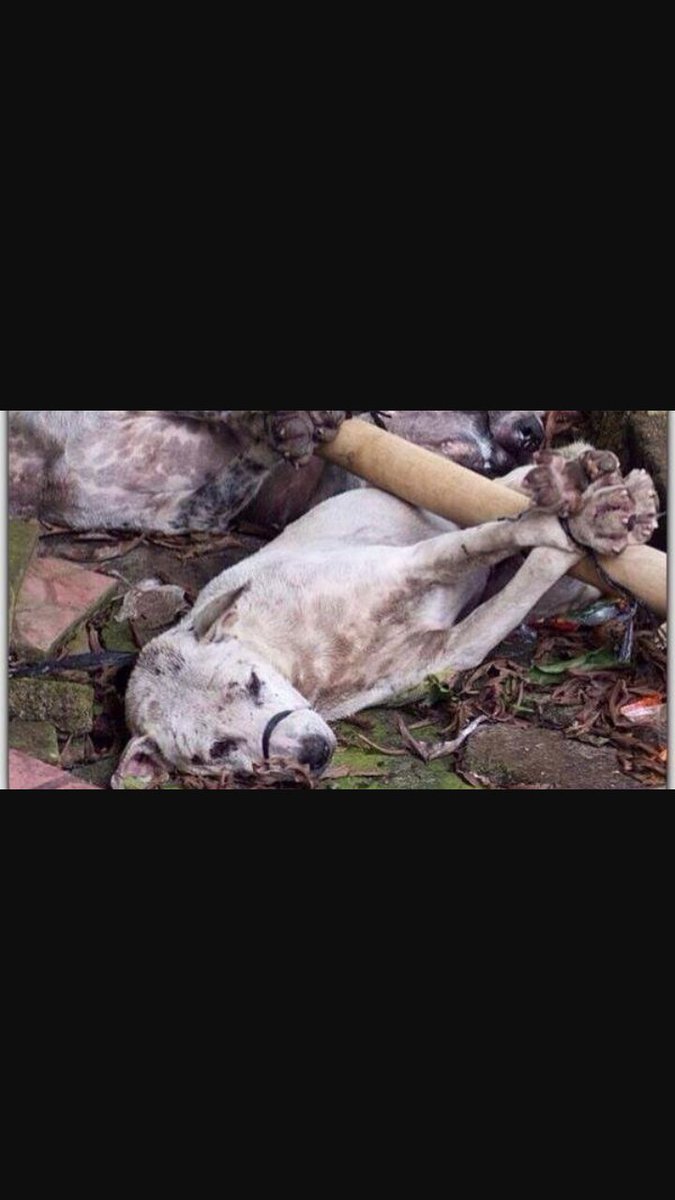 From tomorrow to Monday only talking about #StopYulinForever  aiutaci a diffondere