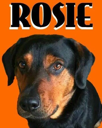 Rottie x lab in rescue in #Shropshire furever home needed plz #BarkersDozen findingfureverhomes.org.uk #FridayFeeling