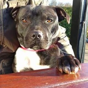 Lovely Lexie would love a furever home plz 💛 all info ➡ findingfureverhomes.org.uk #FridayFeeling