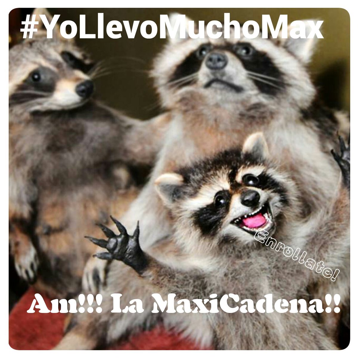 veronicafollana's tweet photo. @JoseAMdeejay tu sabes q yo se q sabes que #YoLlevoMuchoMax Venga man Enrollate y regalamela https://t.co/eQqbDKOeYs
