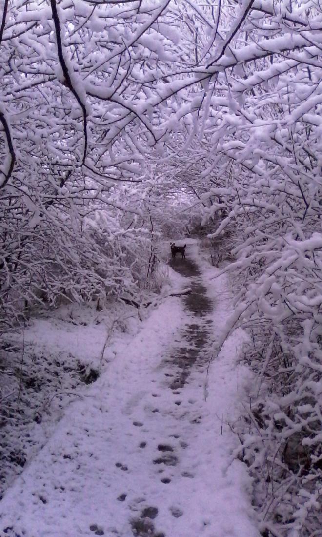 gregbfc87's tweet photo. Morning stroll with the pup after the nightshift #bitsnowy https://t.co/OcclxhdHDV