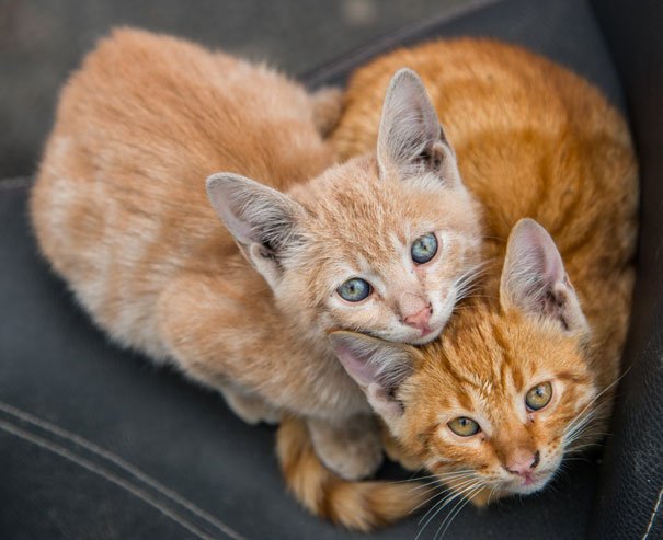 SaraAlcoceba's tweet photo. Para ti @Nooe08 https://t.co/NoQp0zjdqi besis  #gatitos https://t.co/Jwq5e9dLgG