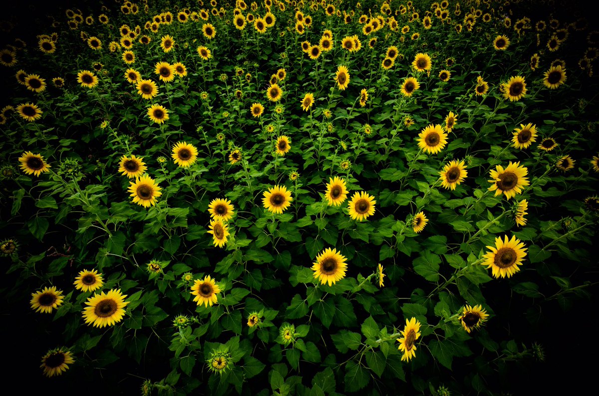 laycomathi's tweet image. 主に風景、花、小物系など撮ってます。愛機はNikonＤ5100.P900。写真は2日から3日に1度アップしてます。良かったら見てやって下さい。フォローお気軽にー( ･ㅂ･)