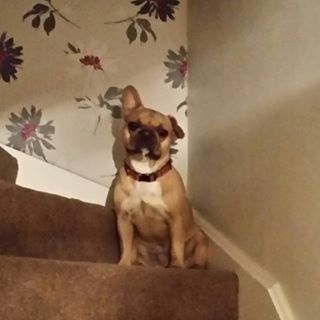 Frenchie_Cute's tweet image. #earlymorning #toearlyforthis #frenchbulldog #frenchie findelight.net/frenbull_detai…