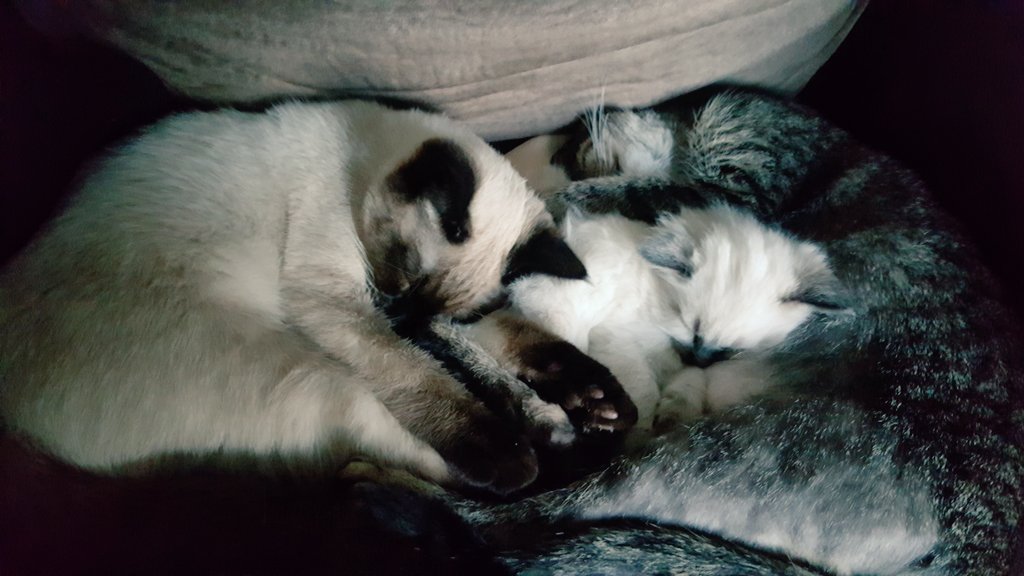 AlyciaBenjamin2's tweet photo. Kitty love #3generations https://t.co/hErXyRXqOx