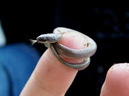 FREE finger snake in every bag of popcorn AT DICKS PETTING ZOO

If bitten please seek medical attention immediately