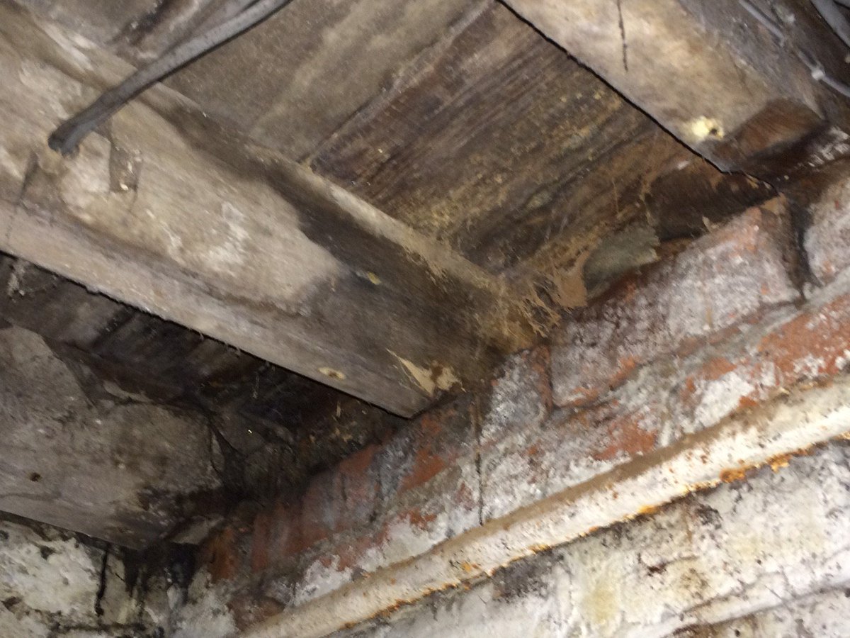 A R Treatments On Twitter As Viewed From A Cellar Wet Rot And A