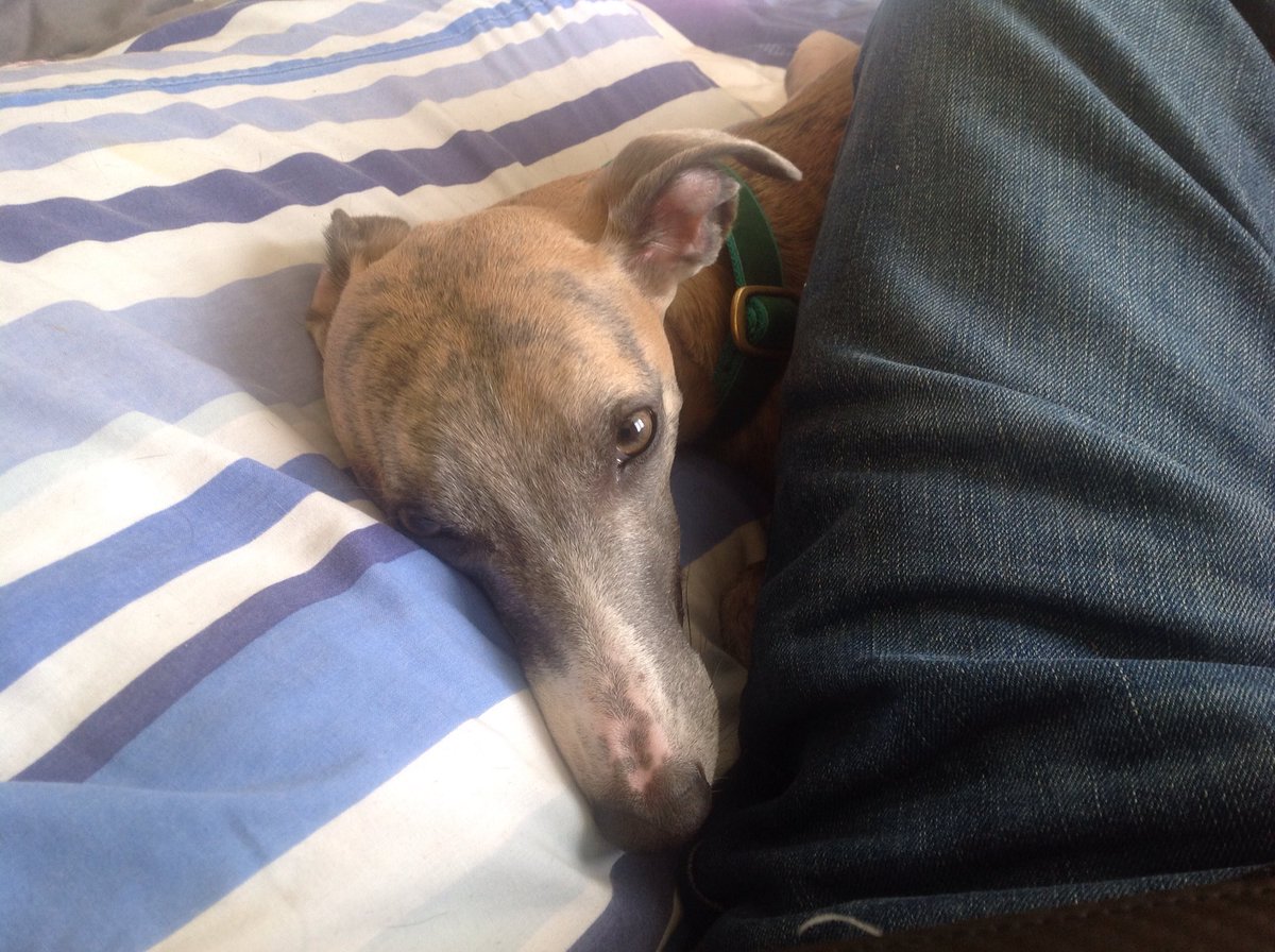 Kennomeat's tweet photo. Post breakfast snuggles #whippet #pointynoses https://t.co/Iy8tguqQqa