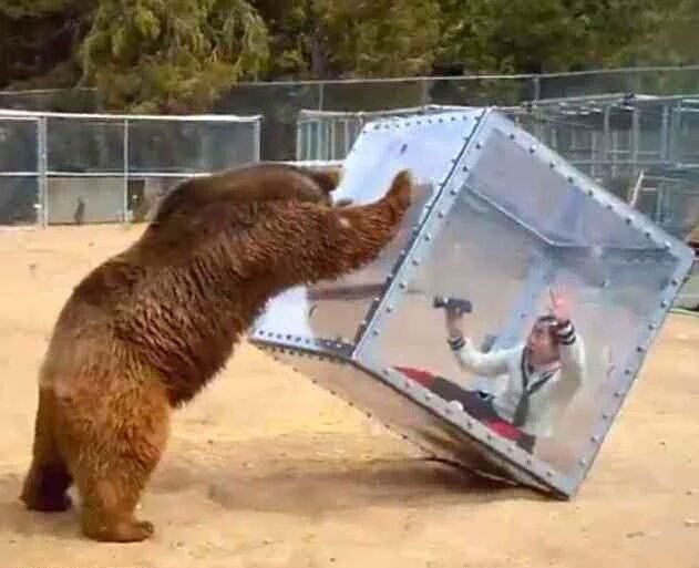 Thanks to an out of court settlement we can now announce our 'Revenant' attraction will be reopened for the summer.