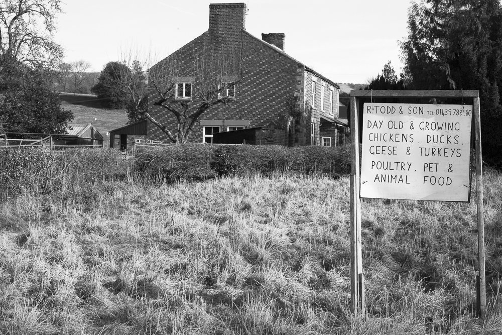 LucySaggers's tweet photo. A year on missing this amazing farm &amp; humble, knowledgable Todd, who'd hatched hens for Queen Mother #AmpleforthLife https://t.co/tCifYpXXCs