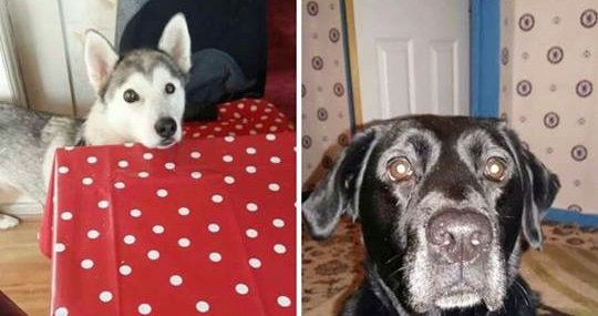 RHU_UK's tweet photo. #Urgent appeal for a special long term #dog #foster home for a bonded pair - Ice &amp; Jade https://t.co/pwnqaFXrhJ https://t.co/DsbJtGOMtF