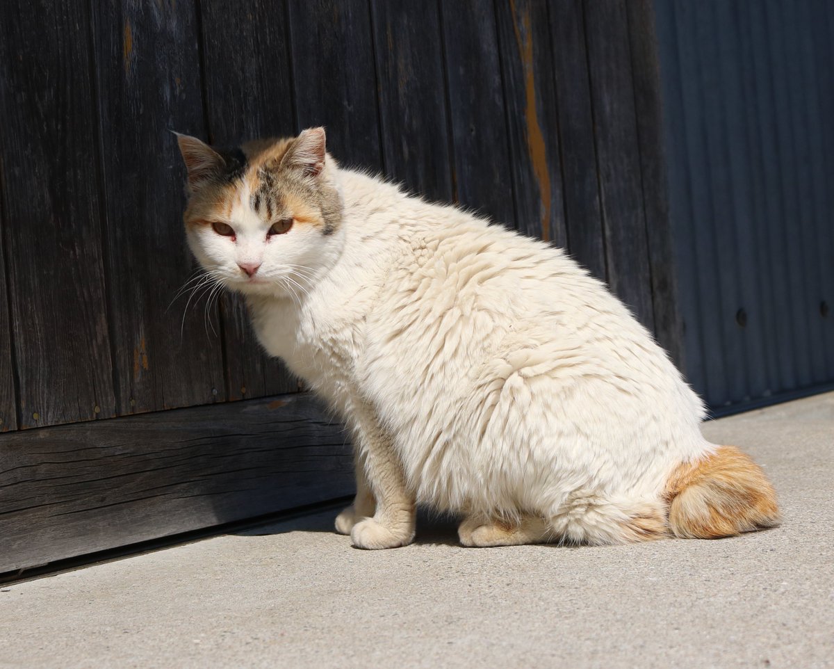 猫の島 青島 チロリン がゆく テレビ番組では 春菜ちゃん と間違った名前で呼ばれていました 正しい名前は チロリン です 頭が三毛 体が真っ白 尻尾は短くて丸い猫です T Co Lmobgaqwvv