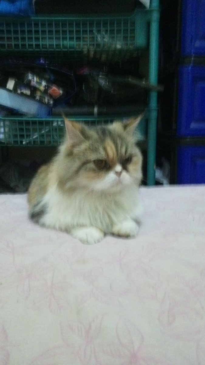 pasangan baru si kevin