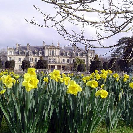 NTCymru_'s tweet photo. Did you know there’s up to 50 species of daffodils in bloom at @NTDyffrynG right now…grab your coat. #HappyFriday https://t.co/BqxAsWRl5O
