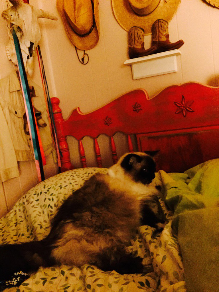 CoCoChaneltheC1's tweet image. It&apos;s #RootinTootin #jellybellyfriday.....#Yipeee