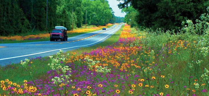 FlowerPics tweet media