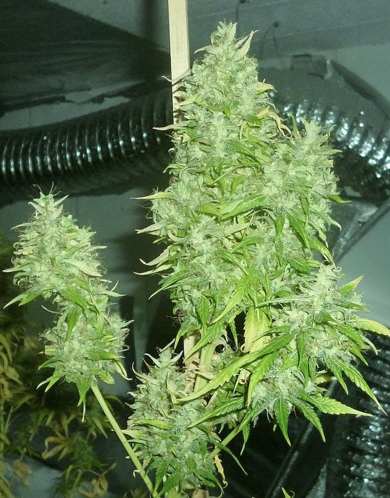 HeavyweightSeed's tweet photo. If you’re looking for maximum YIELDS and POWER in an autoflowering strain then look no further. #fastandvast https://t.co/cPPCCNrGrY