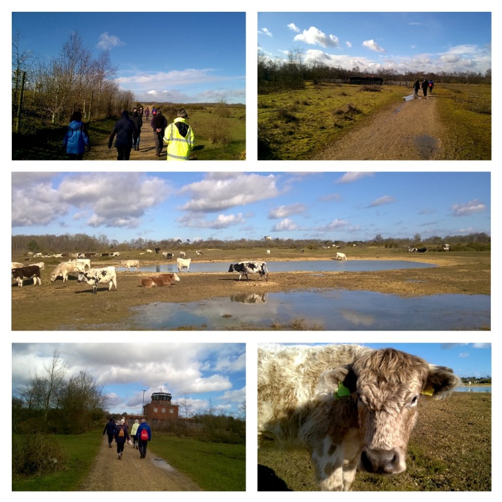 NewburyWardens's tweet image. Another beautiful day for our Greenham Common @healthywalks. @walkingWB