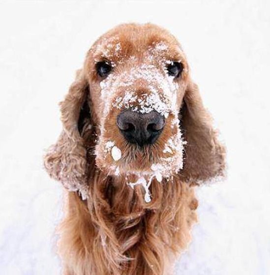 MonsterPetTeam's tweet photo. Another #snow day?! ⛄️  What do your pets think to this #BritishWeather? https://t.co/qG9On2hBt9