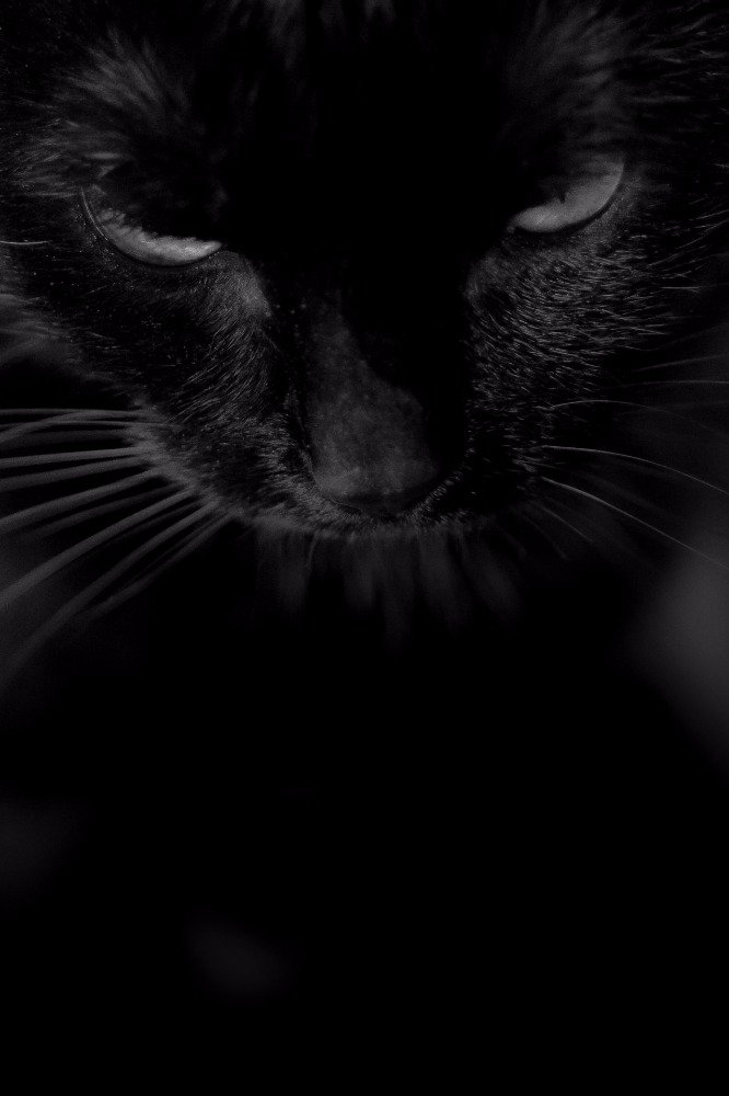 "Akuma Def. »demon«
~ #warriorcatrp
~ retweets and follows please
~ I'll make sure your death is beautiful~