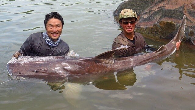 平坂寛 釣って 食べて 調べる 深海魚 たくさんのふしぎ7月号 発売中 怪魚ハンター武石憲貴さんら でかい魚を釣る人たちにくっついてアマゾンへ行ってきました みんな馬鹿でかい魚を釣りまくりで 見ているだけで大興奮でした T Co Gs4zbedcb0