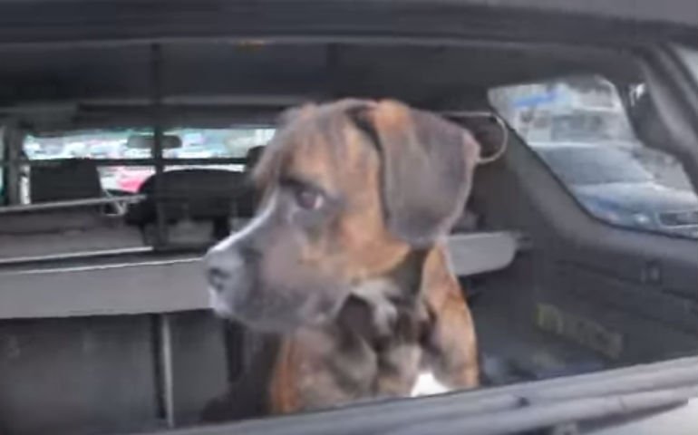 Dog Has Incredible Reaction to Soldier Returning Home | akc.org/akc-dog-lovers…