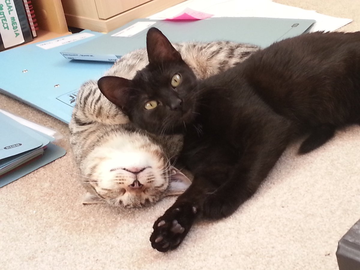 chapperscounts's tweet image. New office juniors hard at work! #workdistractions