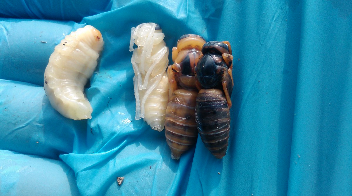 We are inviting to our #photoblog
dezino.flog.pl
#pestControl #pests #blogger #photo