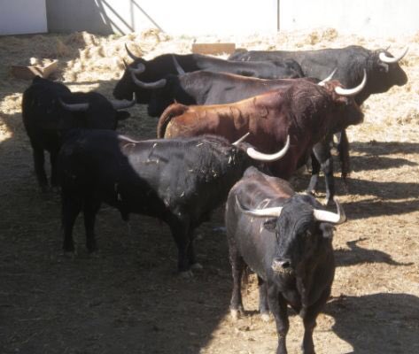 Los del hierro #Ortega ya estan en corrales para mañana por la noche! #ATiPatrónVenimos #CabalgataDelNinot 🏃🏽🏃🏽🐂🐂🏃🏽🐂