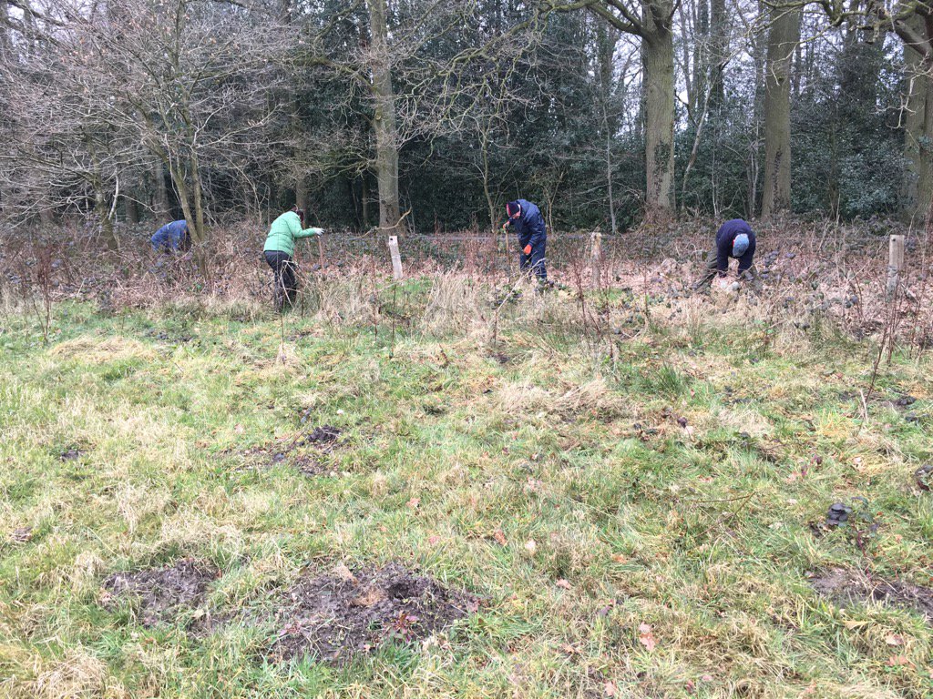 AntonHeuven's tweet photo. Bramen aan het rooien om later weer bij de AKZO poel te planten voor de boomkikker met TV Enschede bij ons EnHOe. https://t.co/lNyVmYHEwu
