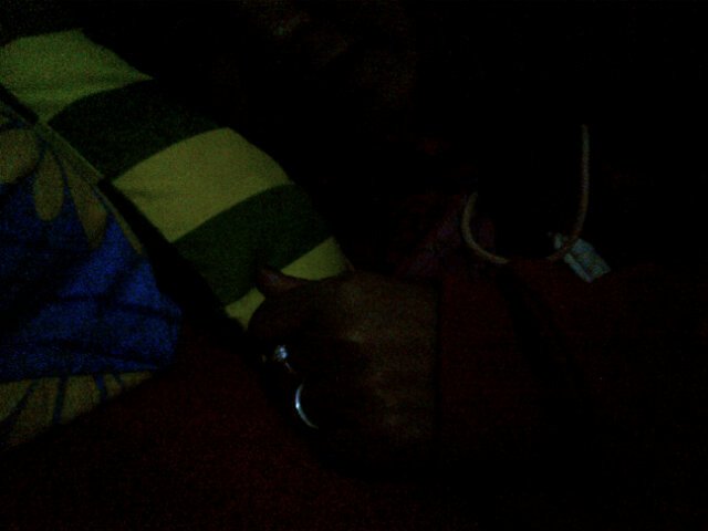 Ramen Giant (@ramen_giant) on Twitter photo 