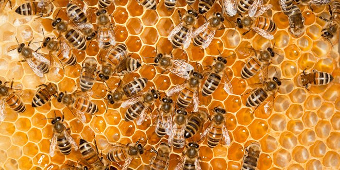TasteOfCollier's tweet photo. #FoodieFactFriday Honeybee workers must visit 2 million flowers to make one pound of honey! https://t.co/2S7LzVk7ev