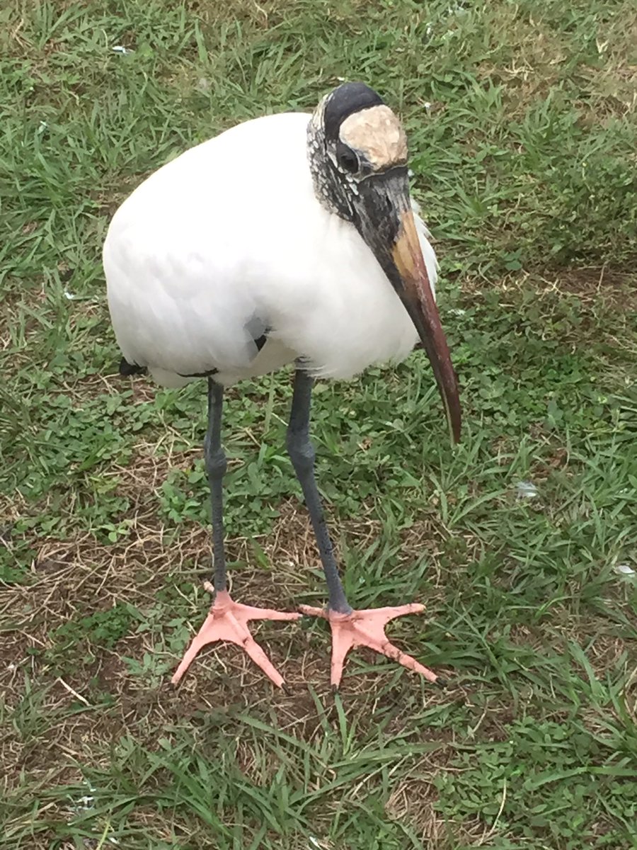 RocketDogPoodle's tweet photo. One Big Bird https://t.co/J56mlccHNQ