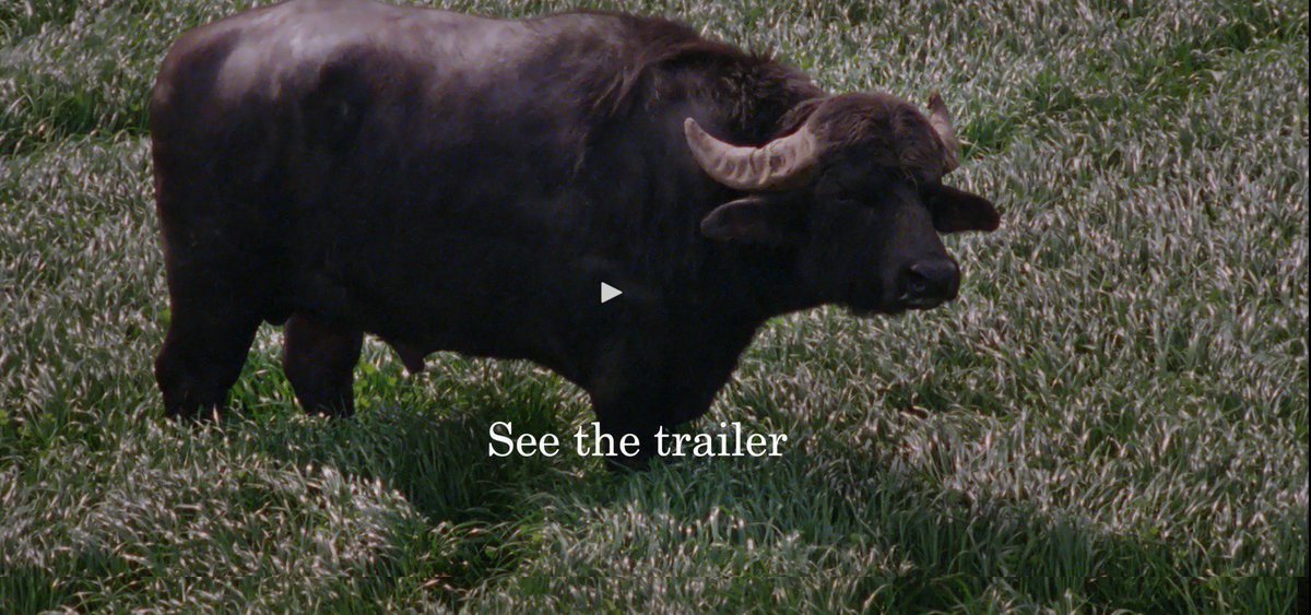 framesofrep's tweet image. Discover the beauty of reality in one week. April 20-27, 2016 @ICALondon vimeo.com/156753671