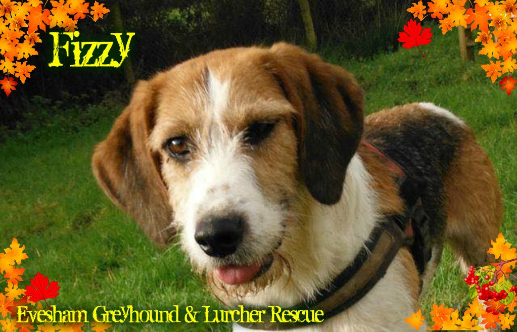 💖Active household 4 this beaut Active girl 💖
<a href="/EveshamLurcher/">EGLR</a> #GiveADogAHome #dogsoftwitter #pawfectpal 0121 2584510