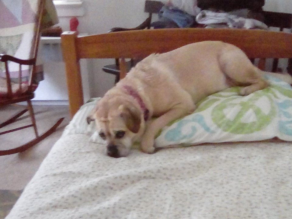 RachelNoethen's tweet image. When you give your dog a bath but forget where you put her thunder shirt #thundershirt #pughugs #giantpug