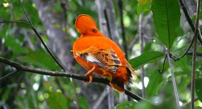 LPOFrance's tweet image. Le LIFE+ CAP DOM nommé &quot;Best Project&quot; =&amp;gt; l.lpo.fr/qFfAw 
#LIFE_Programme #biodiversité #Outremer