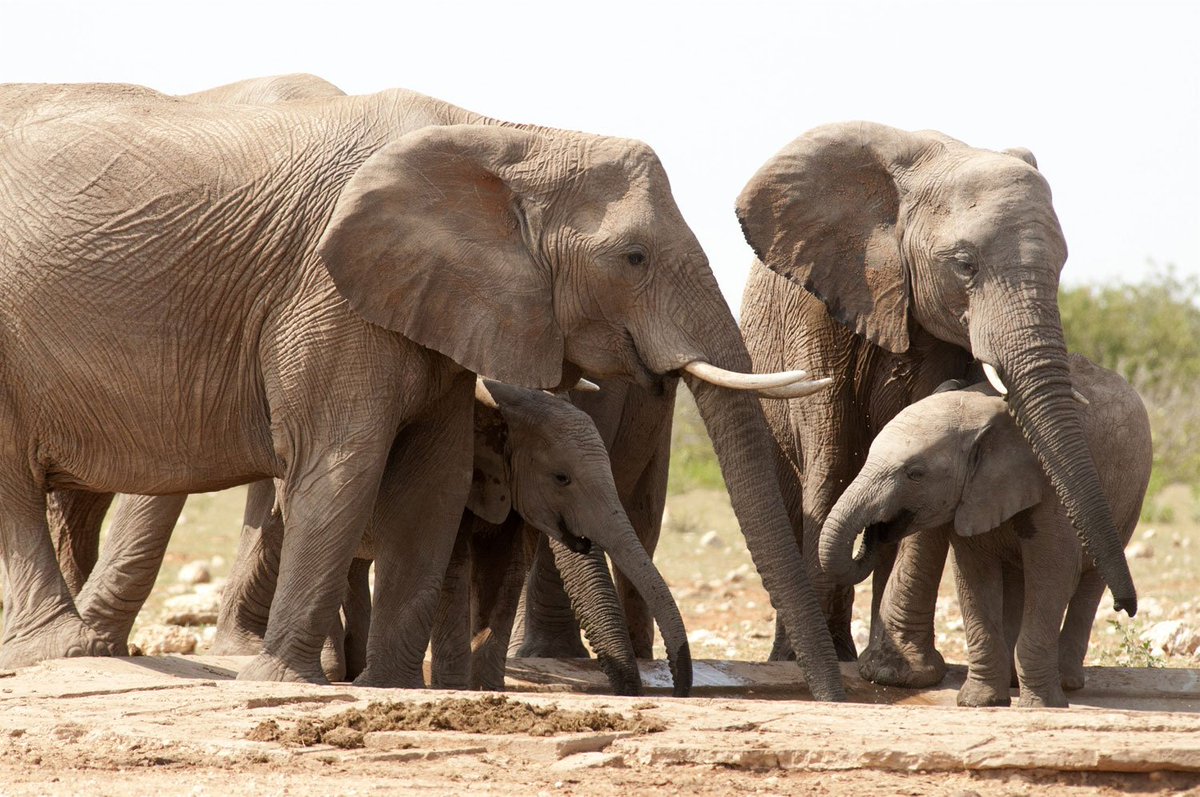 CITES's tweet photo. Marking #WorldWildlifeDay, UN calls for global actions to save planet’s most iconic #species https://t.co/ZqpVHRYYRz https://t.co/9mEQcy39Yl