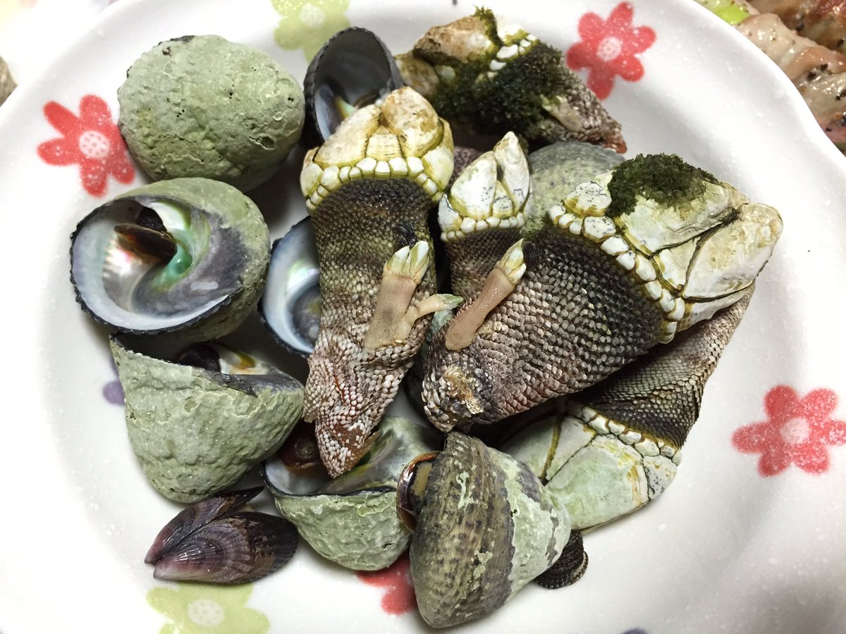 Gメンみま Rie8686 ちゃんぽこは貝ですよー 三重県尾鷲市ではよく採れます ˊᵕˋ 味も取り出し方もサザエと全く同じなので ミニサザエと思って頂けたら T Co Wtedfzk3sb